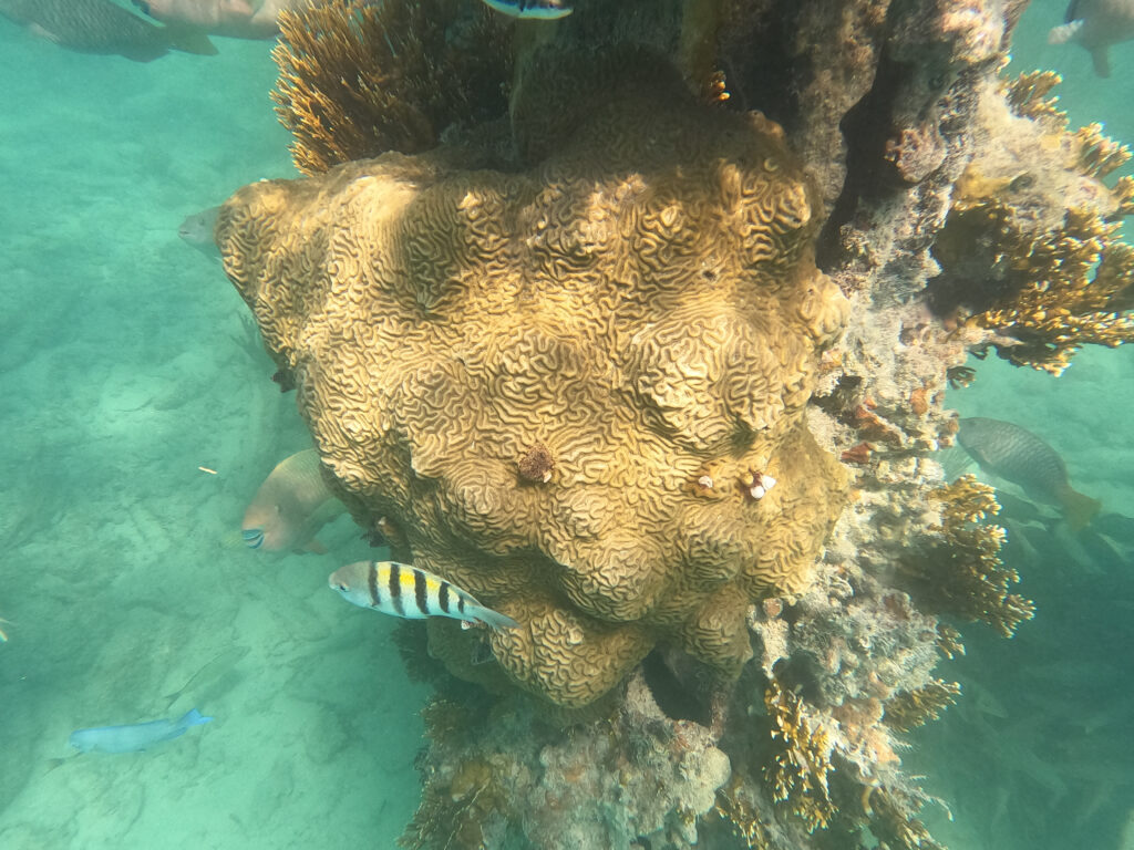 coral dry tortugas